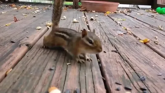 Видео от Мечта хозяйки