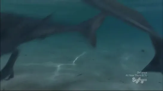 Акулосьминог против Птеракуды ( Sharktopus vs. Pteracuda ,2014)