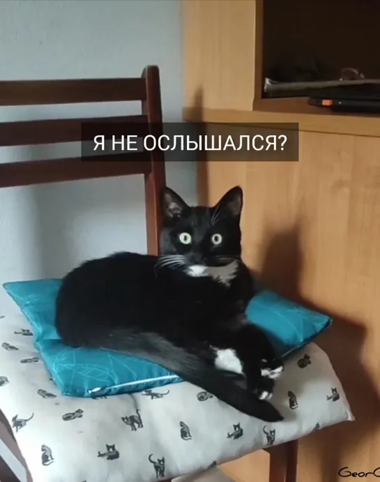 Реакция моего кота на любимое слово.