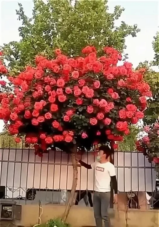 Cказочное дерево для всех ценителей шикарных poз 🌹🌹🌹