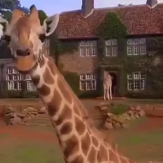 Отель в Кении , Найроби 🦒