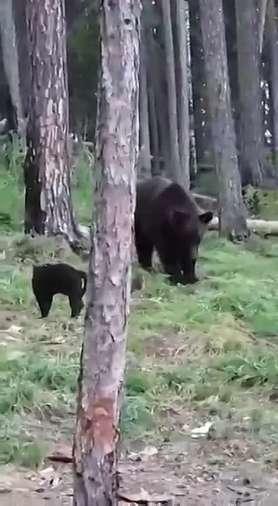 Видео от Светланы Марковой