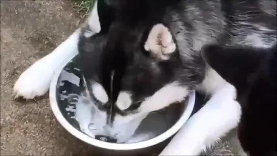 Хаски играет с водой в миске