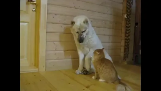 Friends_dog-and_cat