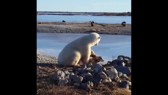 Polar Bear Stroking Dog