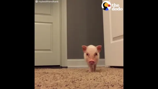 Little_Pig