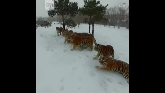 Тигры поймали дрон