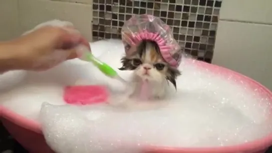 Cat_Takes_a_Bath