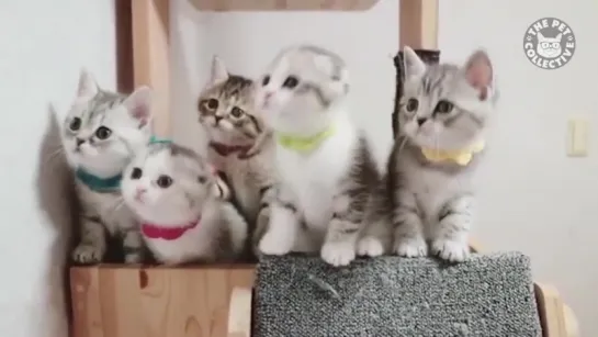 Kittens Watch