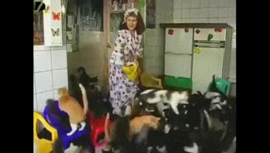 many_cats