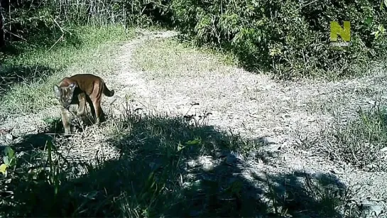 Экспедиция в Бирму / BBC - Wild Burma: Nature's Lost Kingdom 2 серия [ vk.com/StarF1lms ] ☆