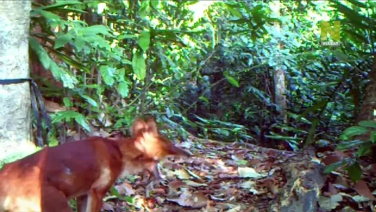 Экспедиция в Бирму / BBC - Wild Burma: Nature's Lost Kingdom 1 серия [ vk.com/StarF1lms ] ☆