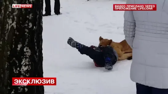 Опубликовано видео нападения львёнка на мальчика во Владимире