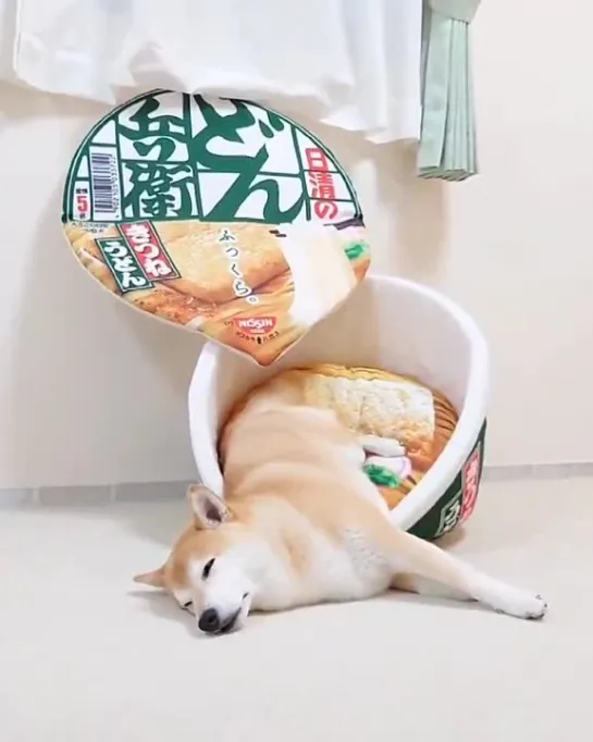 お揚げが笑 - 柴犬　　shiba