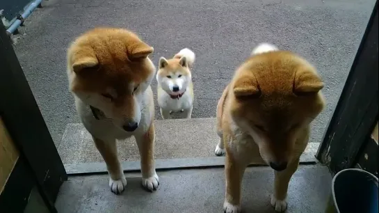 2021年5月9日日 - キャベべワン - 丸柴 - 柴犬