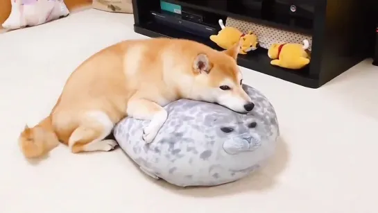 あごのせてまったり - 柴犬　　　shiba