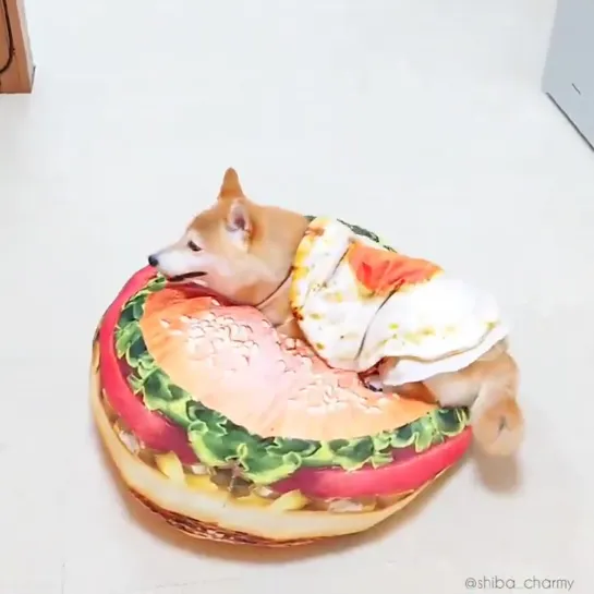 月見バーガーいかがですか - 柴犬　shiba