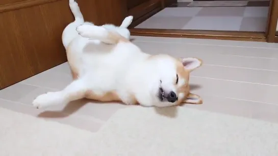 最近はドアストッパーになってます - 白目にチョイ舌 - ひねりも強い笑 - 柴犬　shiba