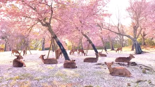 ２０２０年桜の季節の奈良公園 - - おうちで奈良旅 奈良公園 コロナで気が滅入るからみんなの動画で旅行しようぜ