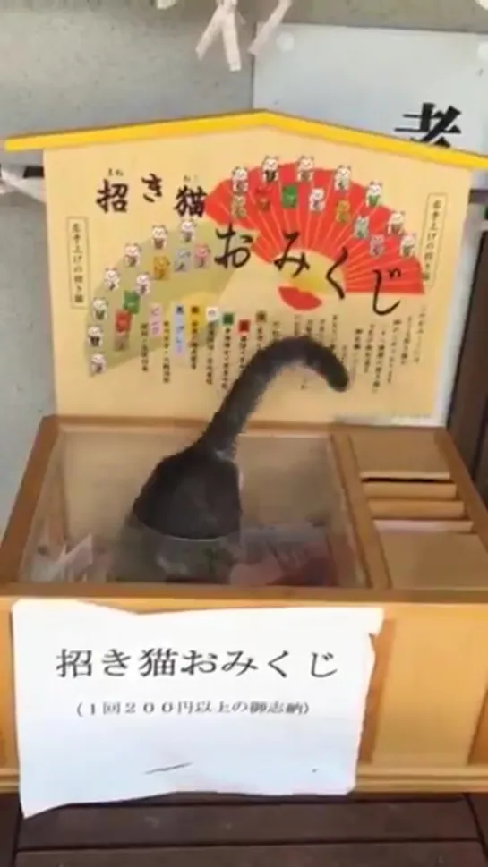 これが本当の招き猫おみくじ - かわいすぎて震える - - 猫寺