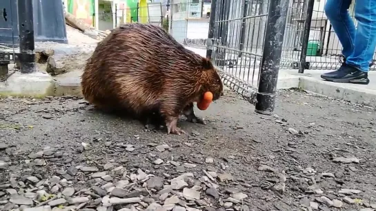 4_扉がすぐに閉まっちゃうので大きく開けておきたいお父さん