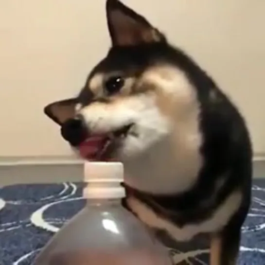 Shiba Bottlecap Challenge