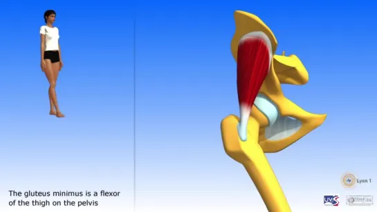 Gluteus minimus gluteus medius