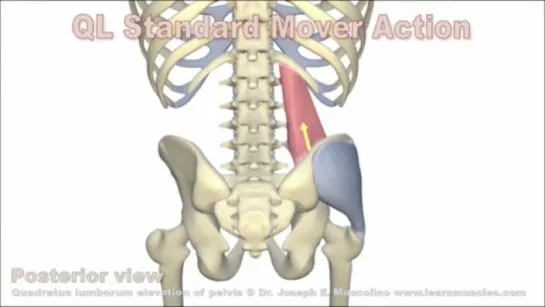 Quadratus lumborum et al