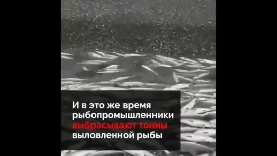 Лосось с икрой выбрасывают тоннами на берегу. Почему власть бездействует?