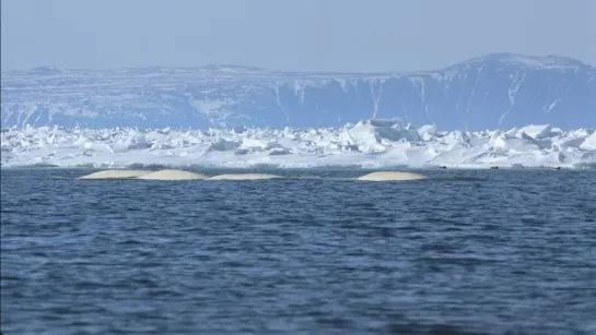 Kingdom of the Oceans / Le Peuple des Oceans. Ep 04.2011