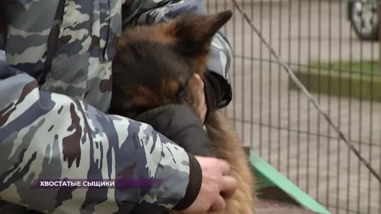 В чем особенности собачьего нюха и сколько служат хвостатые  сыщики в полиции?