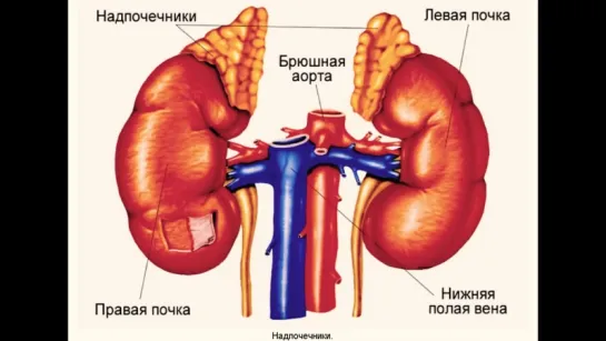 Гормон роста (самотропин). 10 фактов