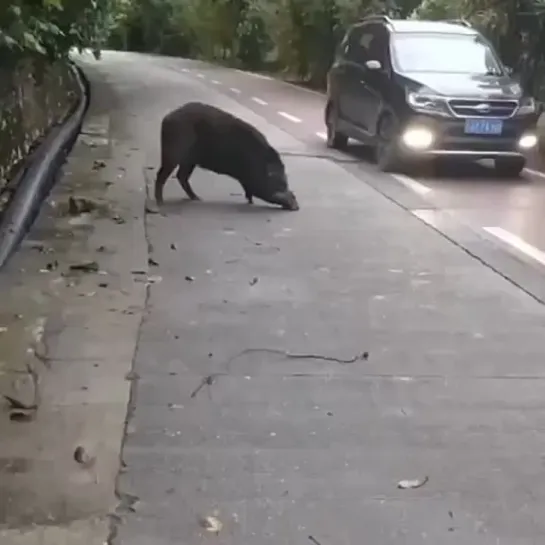 Видео от AUTO