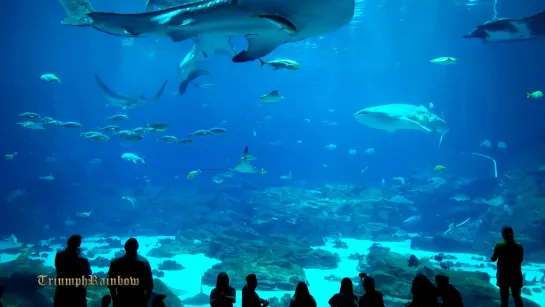 Georgia Aquarium Atlanta GA - (Music: ATLANTIS by ROSS QUARESMINI)