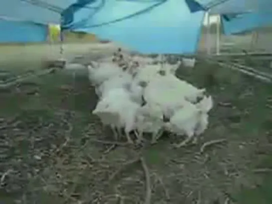 Chicken Genocide