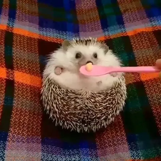 He likes an apple 🍎🦔cr. why you should have an animal - twitter