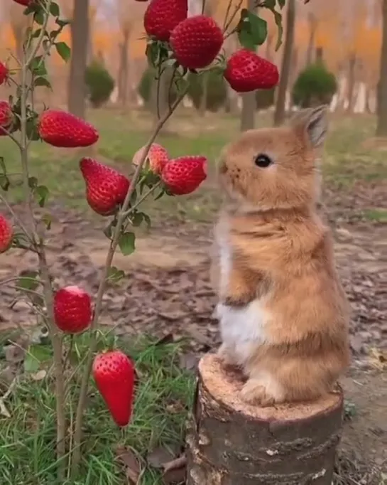 Adorable rabbits 🐇 eating strawberries 🍓 and tomatoes 🍅 сr. tripzia