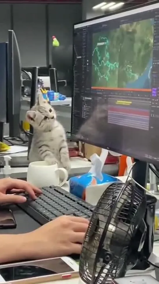 Cat with job 😄🐈 Помощник 😀 cr. Cat -twitter