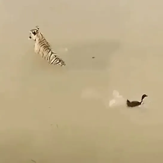 Duck vs tiger.. 😂 cr. buitengebieden