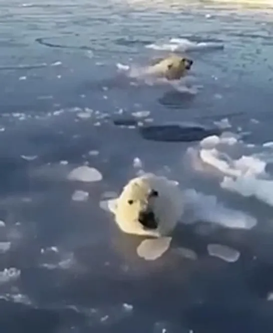 Видео о том, насколько сложно быть белой медведицей.