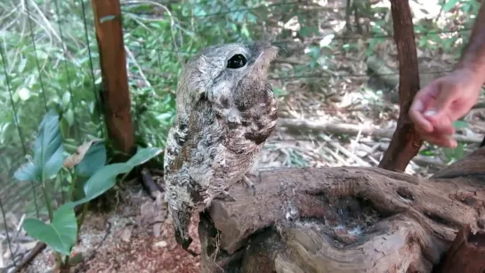 Исполинский лесной козодой / Nyctibius grandis (озвучка Enot&Sova)