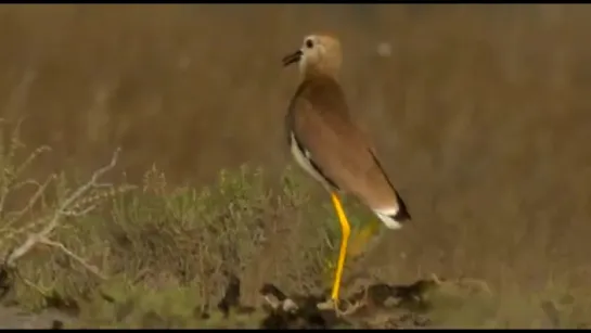 White-tailed lapwing. Voice, sex, chick. Пигалица белохвостая. Голос, птенец. дикий мир и поведение животных в нем.