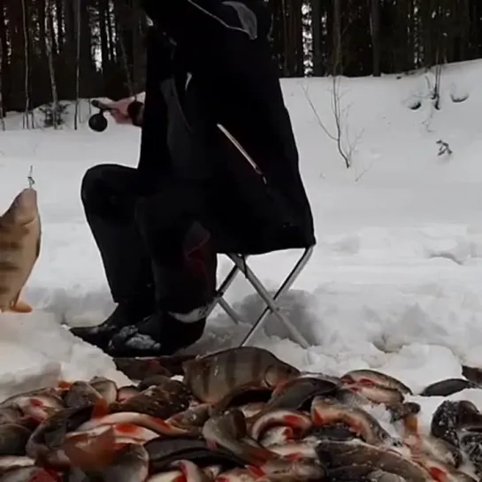 0103 Вoт этo клёв без перерыва! Рыба не успевает замерзать, как уже вытащена следующая!