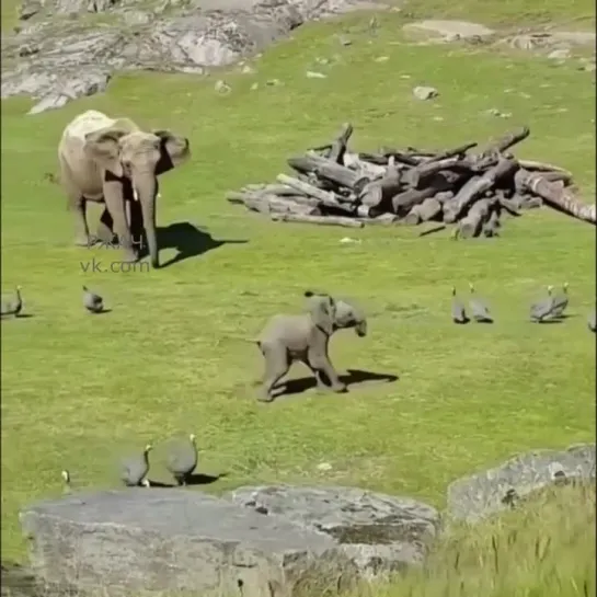 Видео РЖАЧ