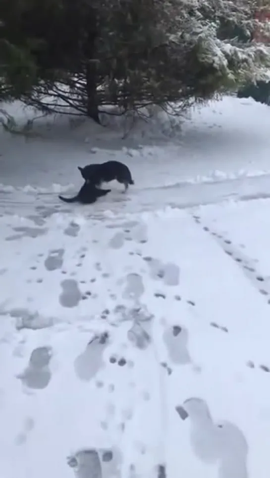 Кот в доме всем нужен