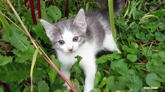 Котёнок впервые увидел человека