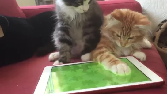 Котята ловят мышь на IPad