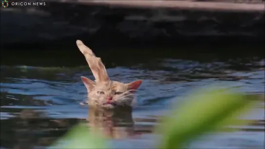 Водоплавающие кошки