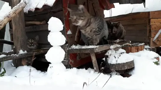 Кошки и снежки