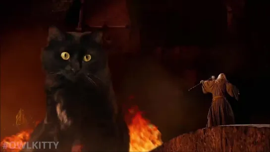 OwlKitty. The Lord of the Rings 2